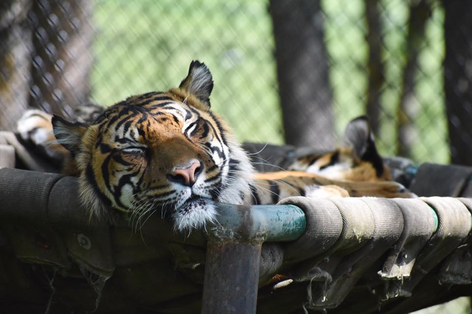 Tiger resting